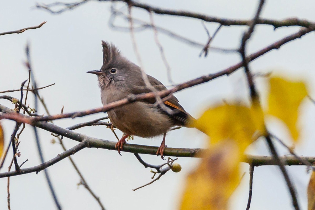 Stripe-throated Yuhina - ML620545570