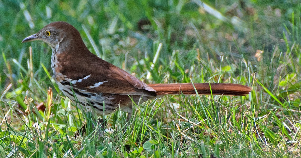 Brown Thrasher - ML620545571