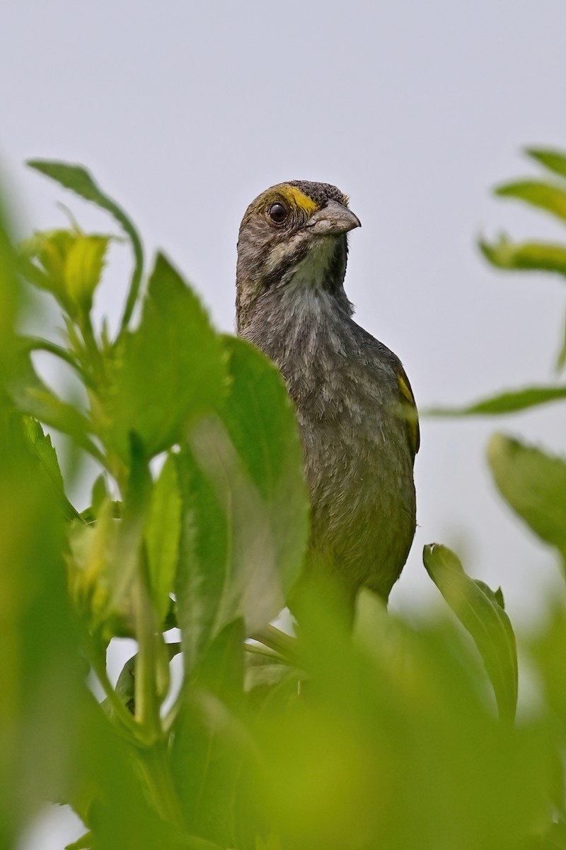 Seaside Sparrow - Eileen Gibney