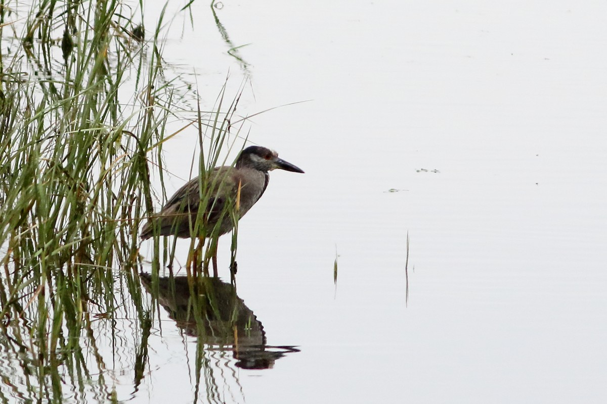 Yellow-crowned Night Heron - ML620545575