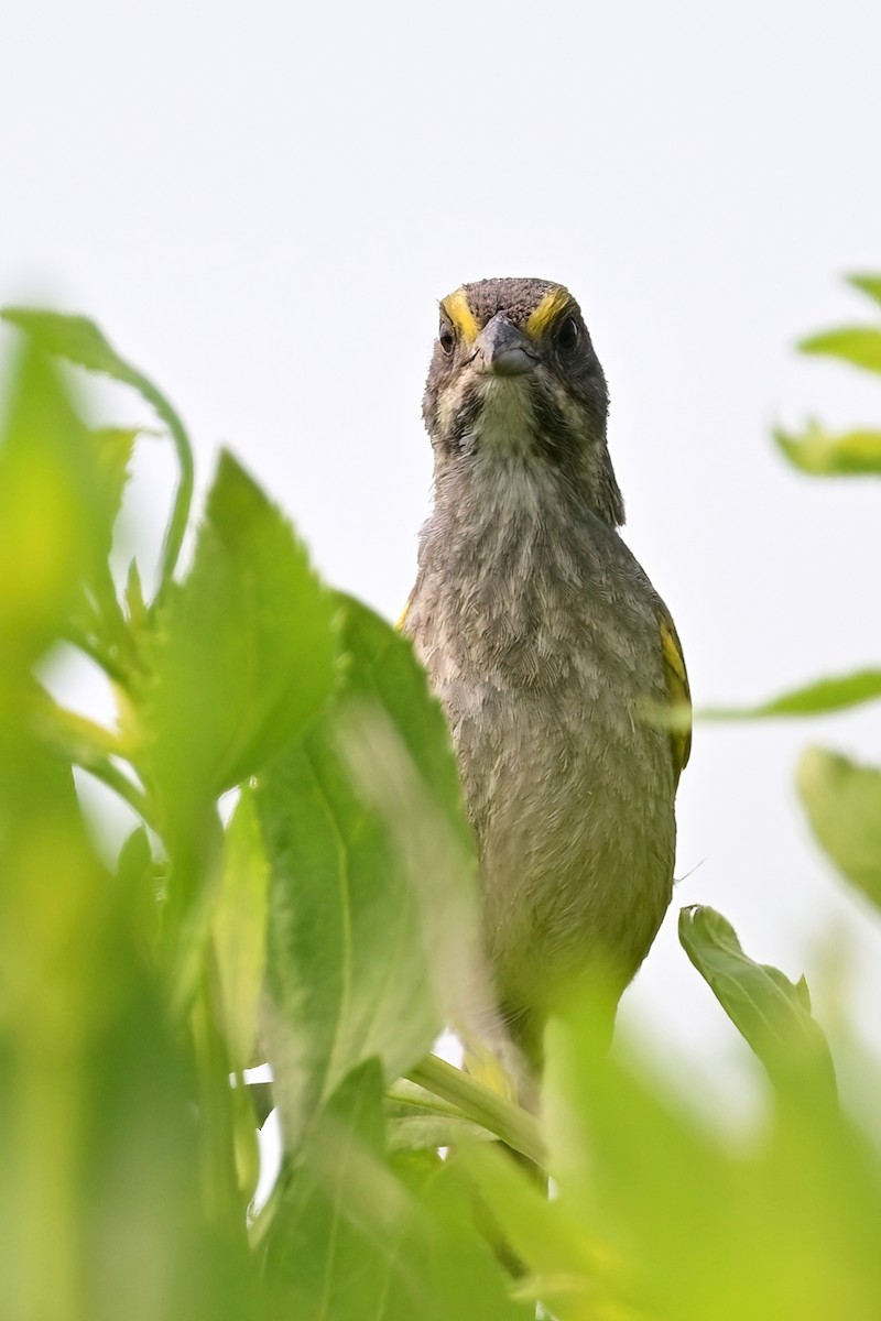 Seaside Sparrow - ML620545576