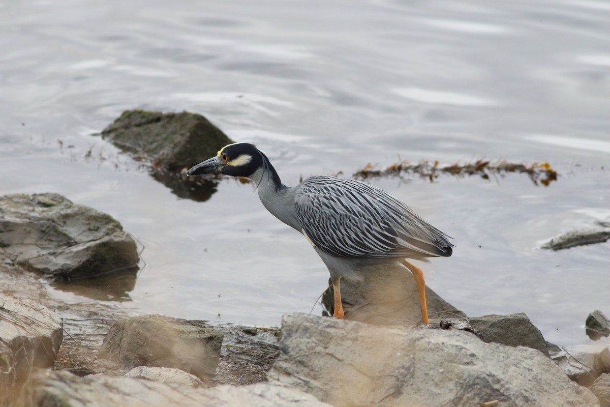 Yellow-crowned Night Heron - ML620545579