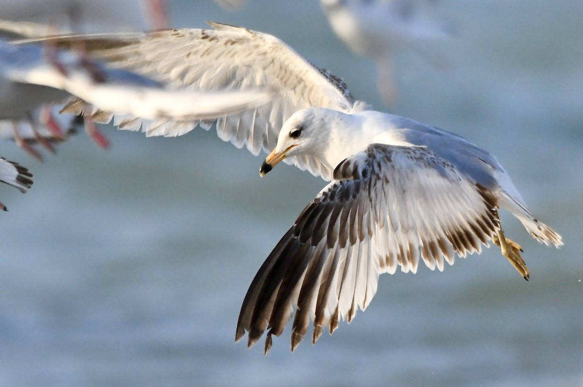 Ring-billed Gull - ML620545582