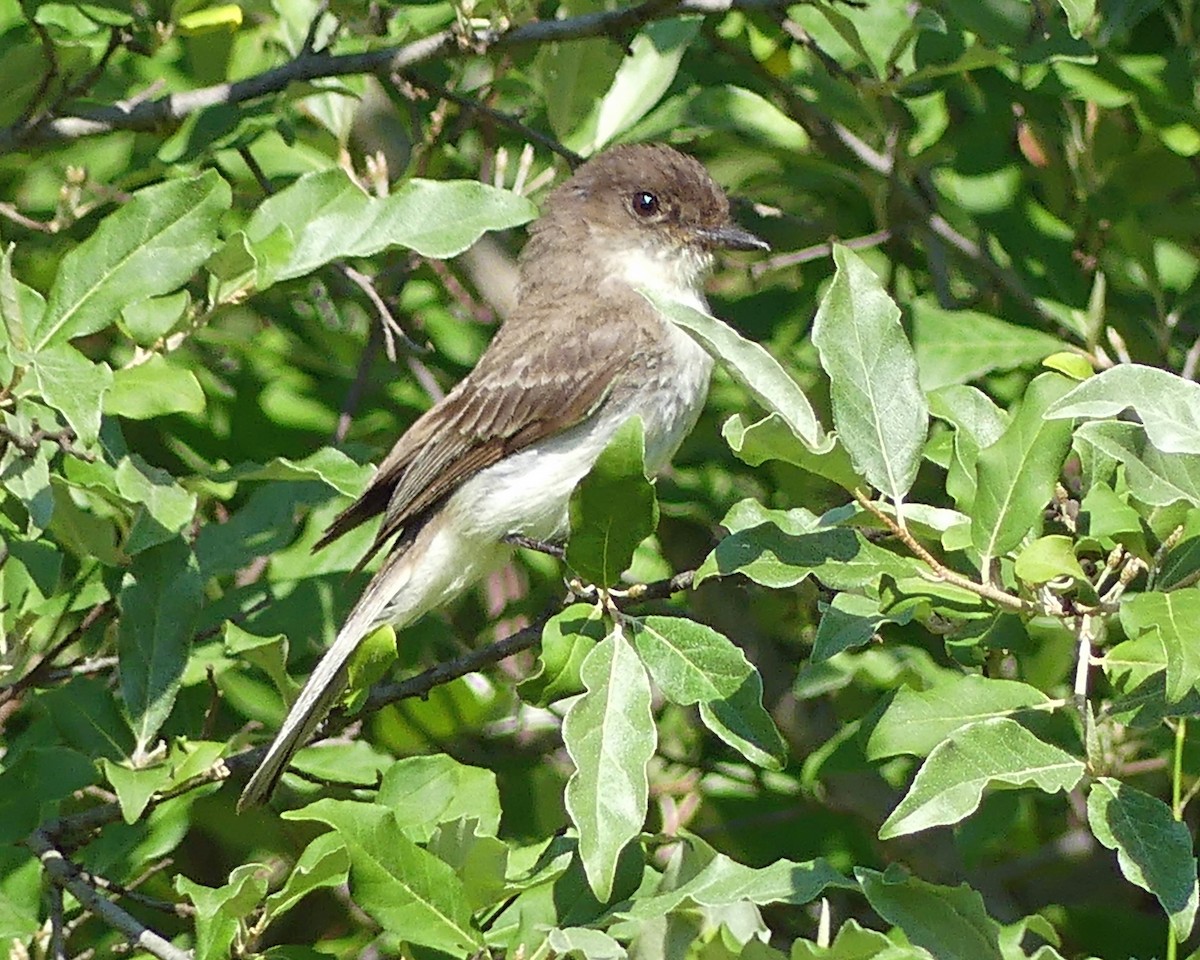 Eastern Phoebe - ML620545584