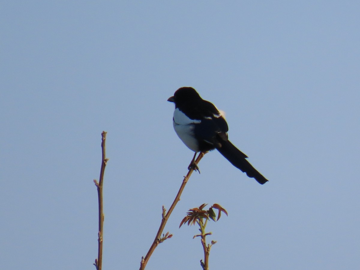 Eurasian Magpie - ML620545589