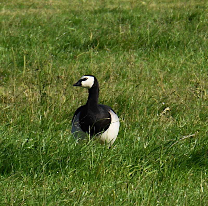 Barnacle Goose - ML620545590