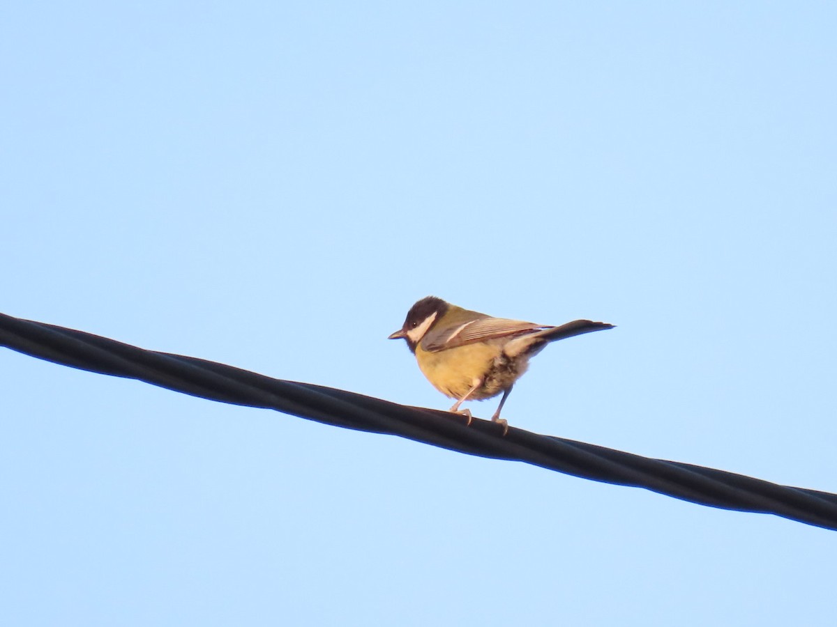 Great Tit - ML620545605