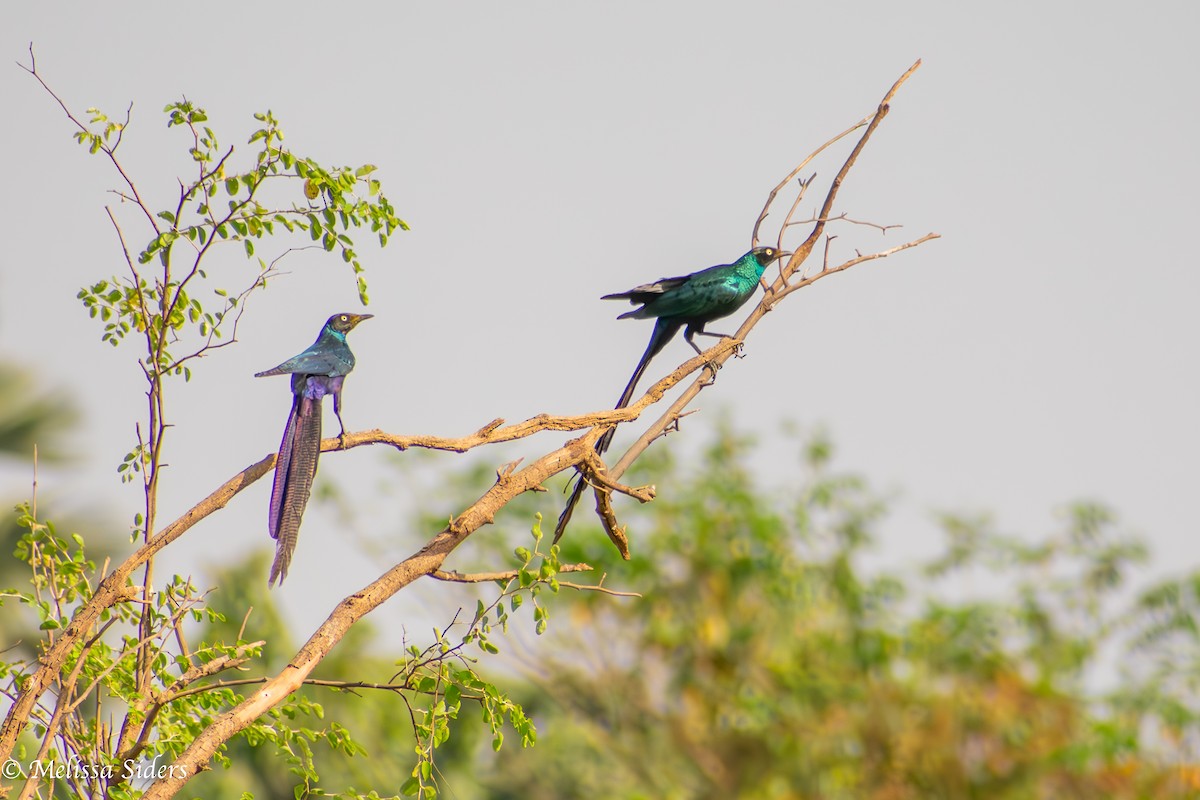 Long-tailed Glossy Starling - ML620545608