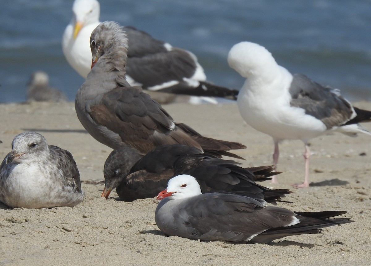 Heermann's Gull - ML620545616