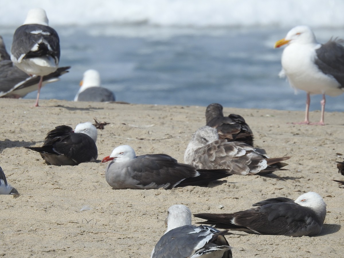 Gaviota Mexicana - ML620545620