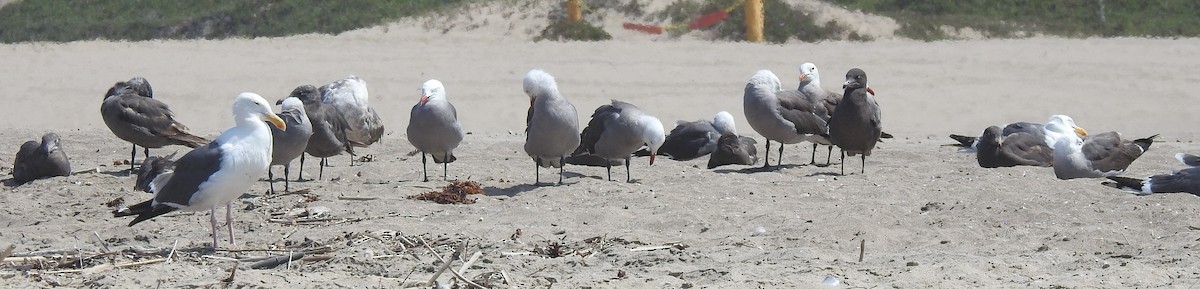 Heermann's Gull - ML620545624