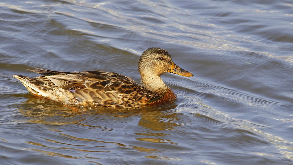 Mallard - ML620545628