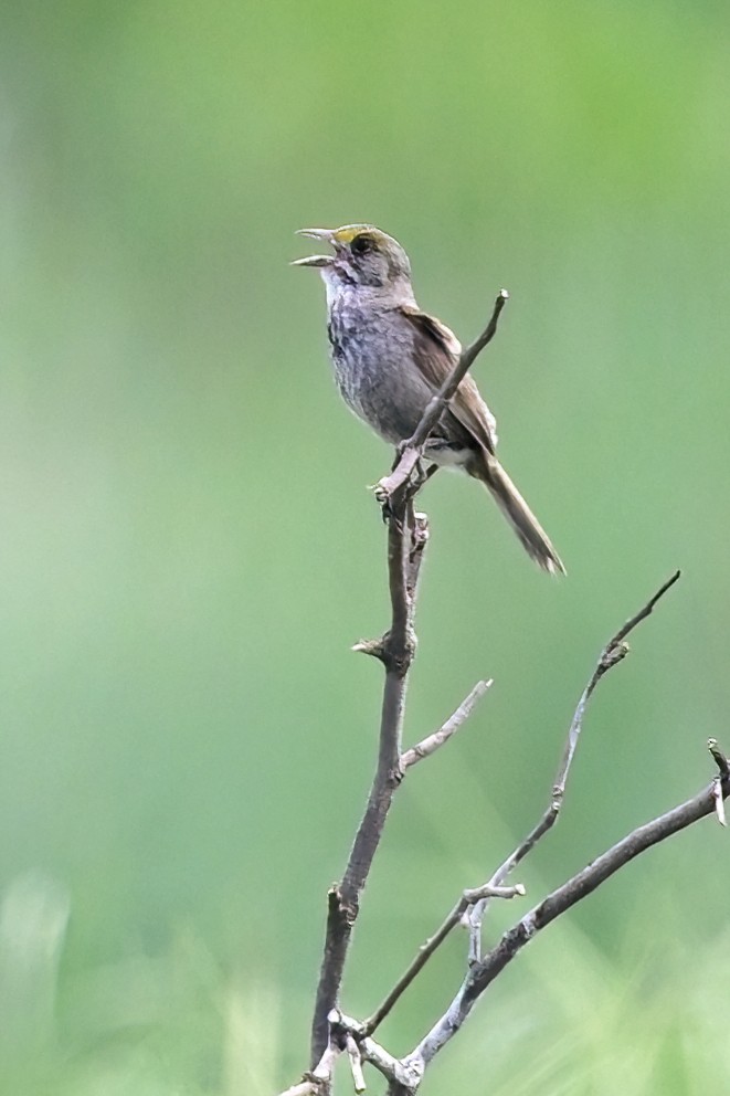 Seaside Sparrow - ML620545629