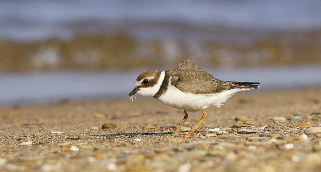 Semipalmated Plover - ML620545637