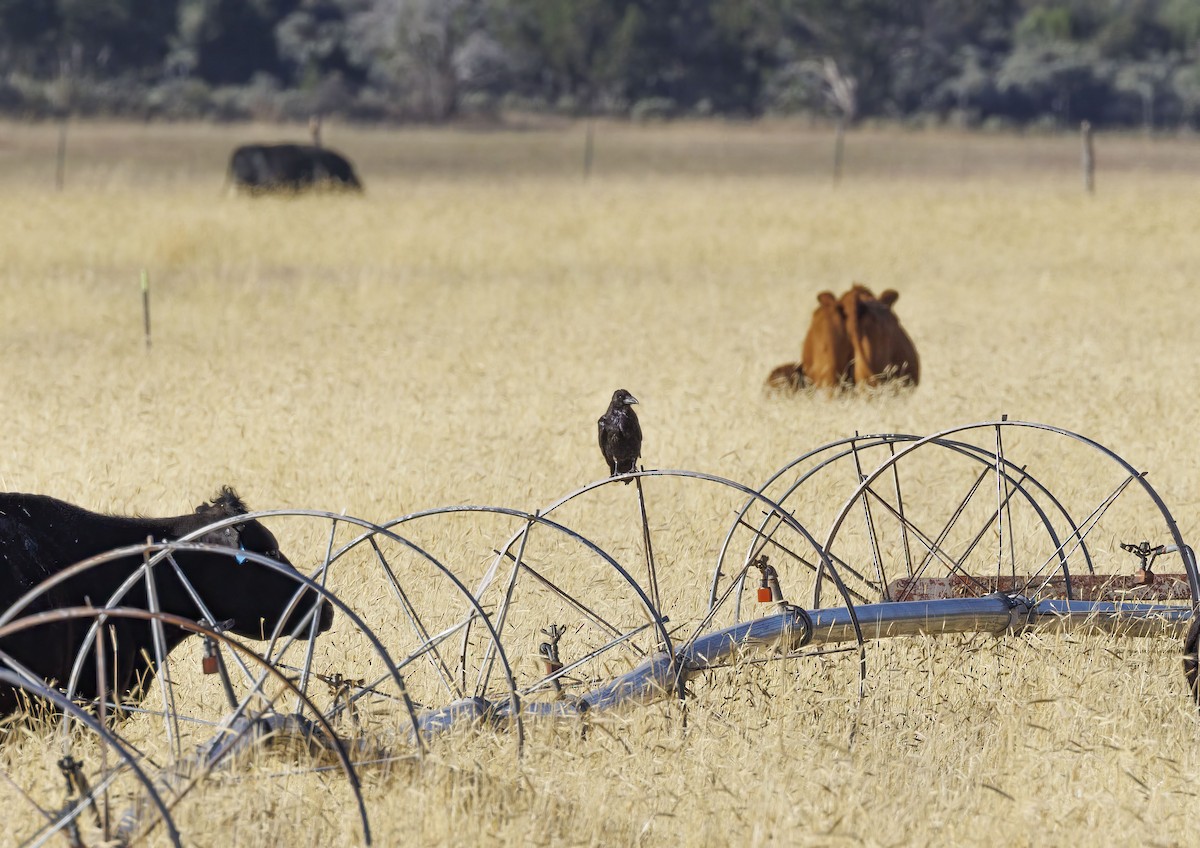 Common Raven - ML620545640