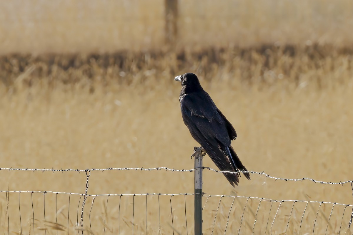 Common Raven - ML620545642