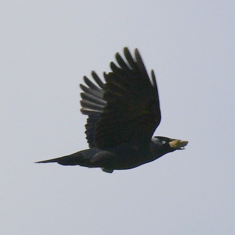 Eurasian Jackdaw - ML620545643