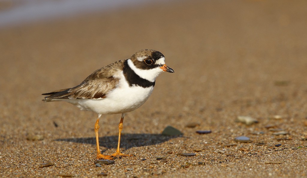 Semipalmated Plover - ML620545644