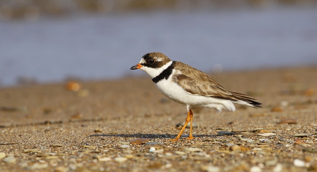 Semipalmated Plover - ML620545646