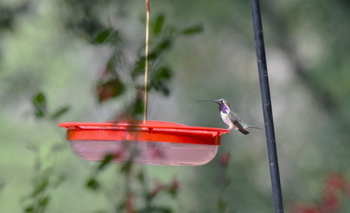 Lucifer Hummingbird - Timothy White