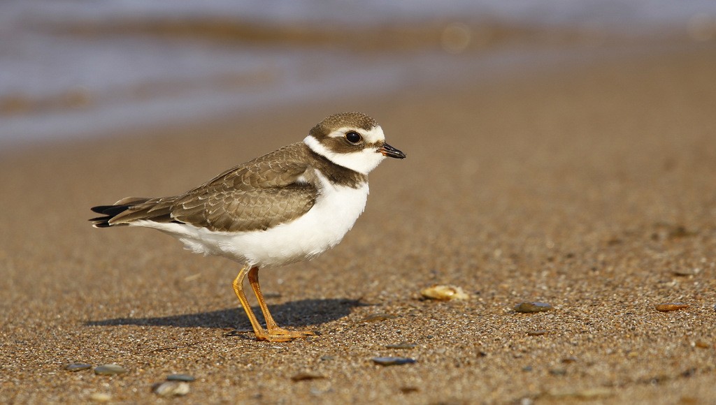 Semipalmated Plover - ML620545654