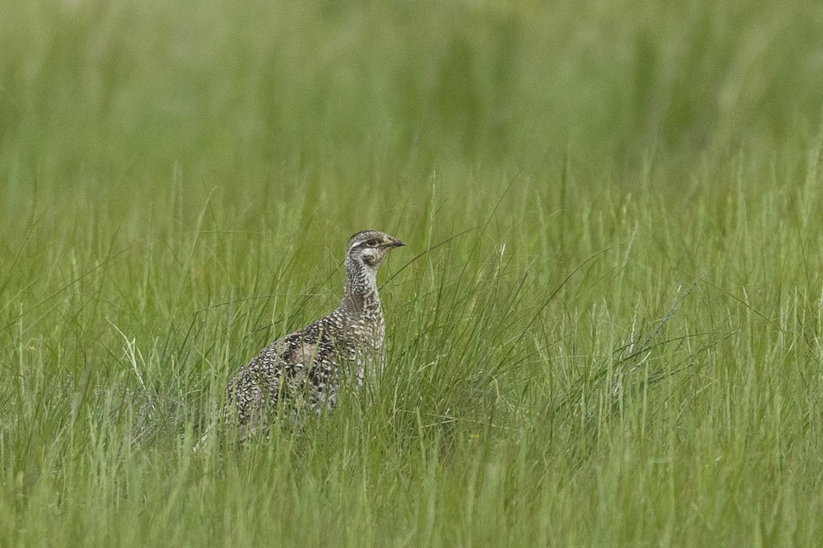 Sharp-tailed Grouse - ML620545662