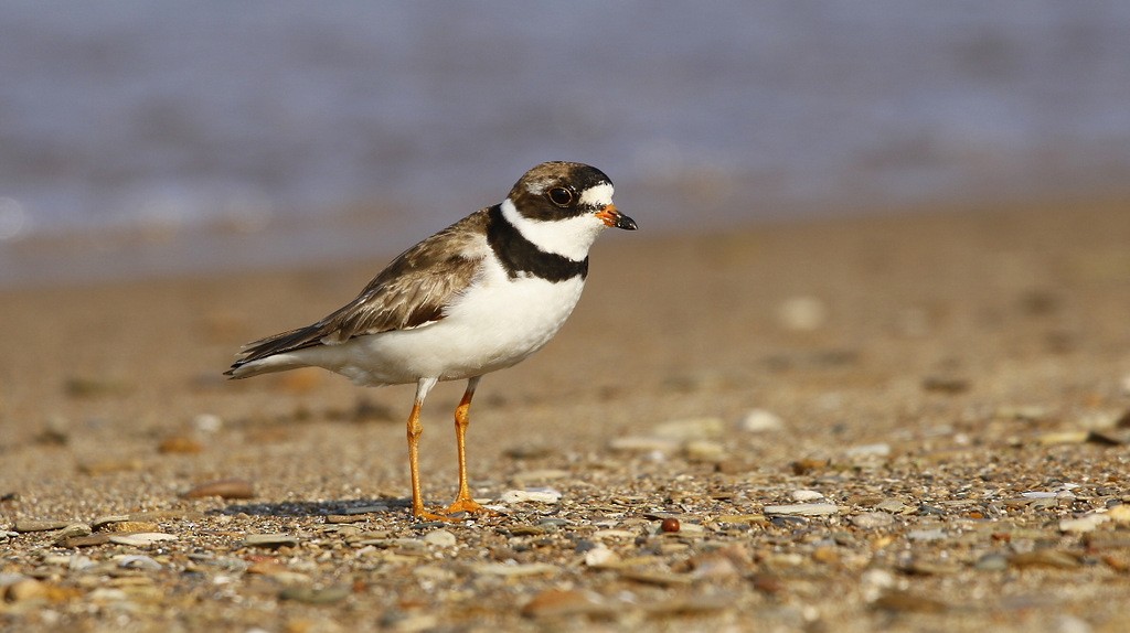 Semipalmated Plover - Julie Gidwitz