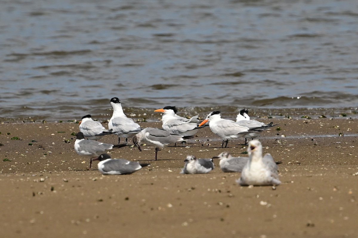 Royal Tern - ML620545670