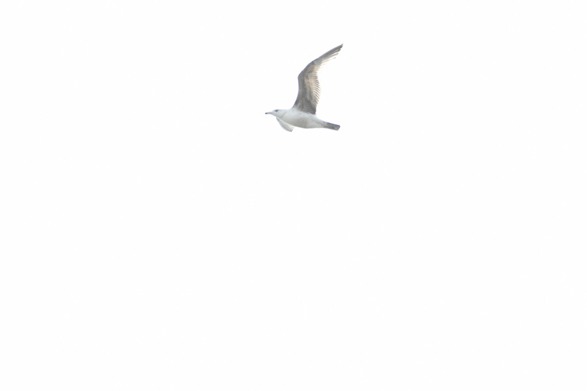 Серебристая чайка - ML620545681