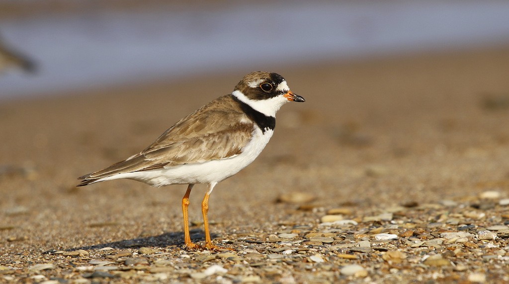 Semipalmated Plover - ML620545682