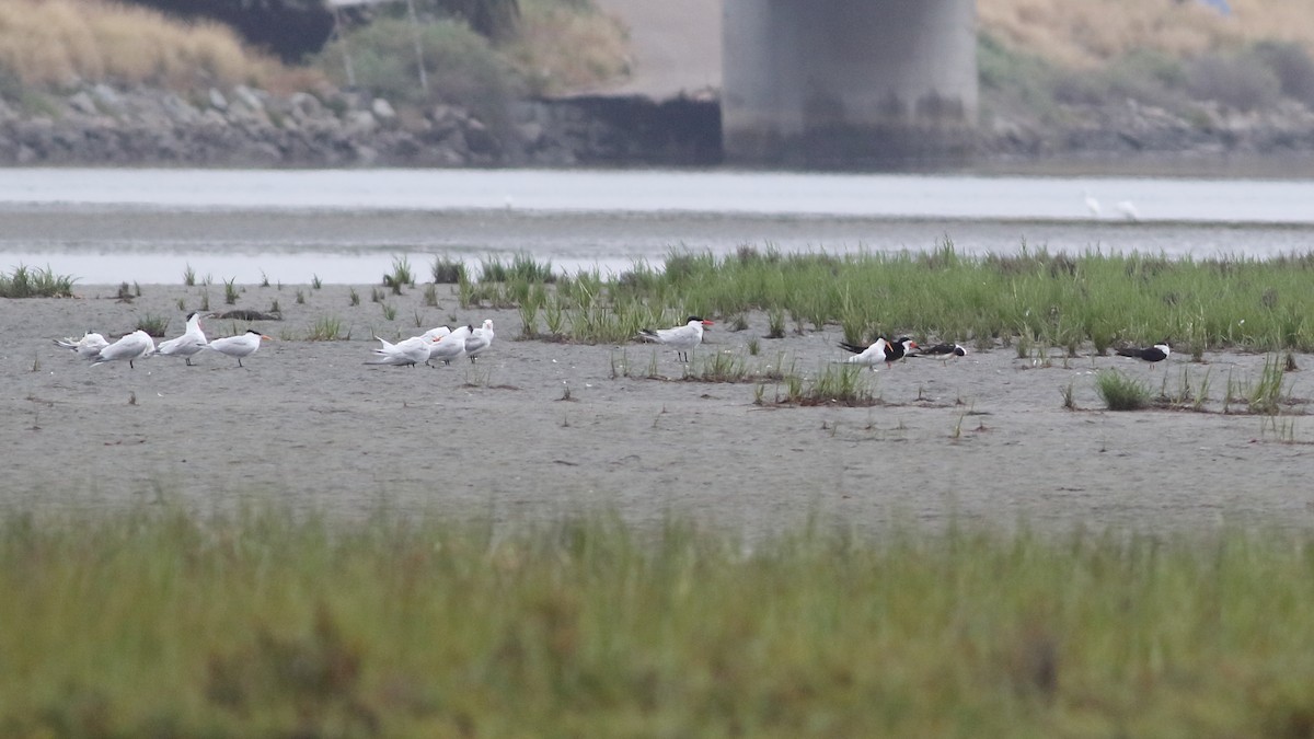 Caspian Tern - ML620545683