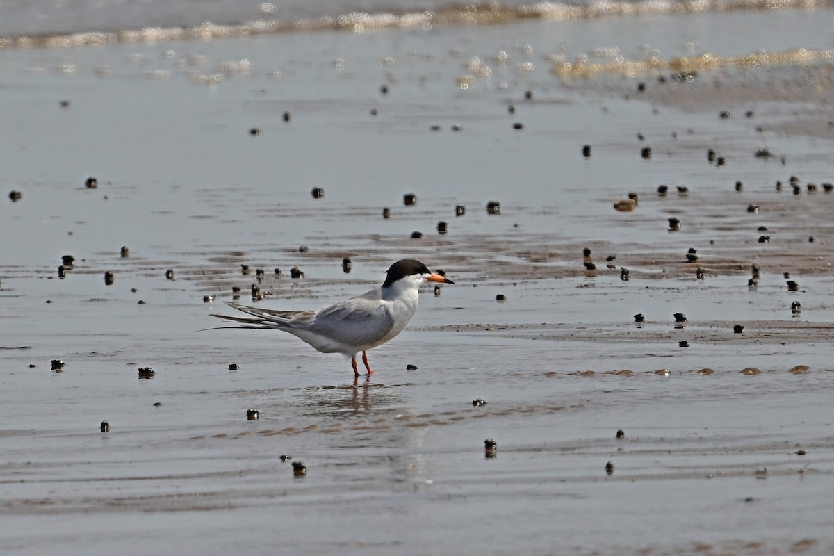 Common Tern - ML620545686