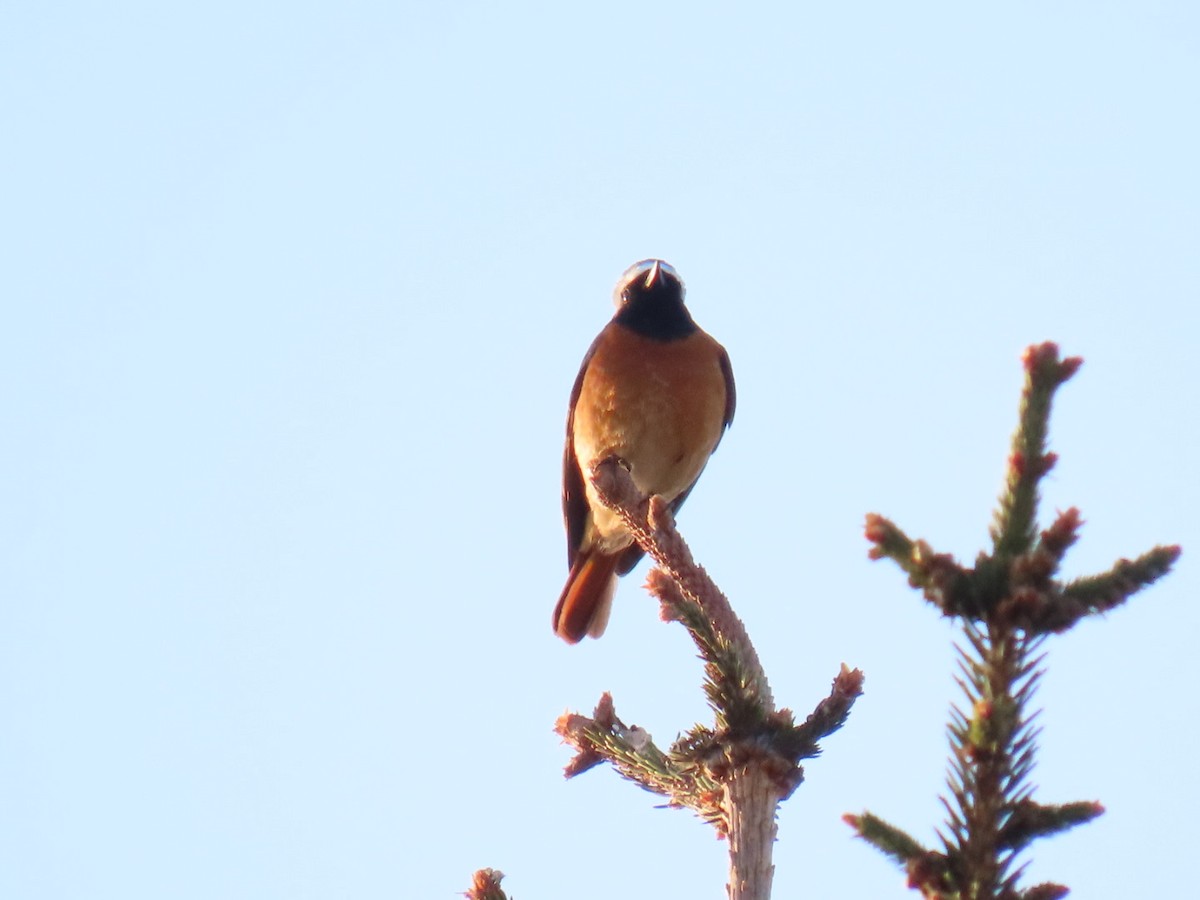 Common Redstart - ML620545692