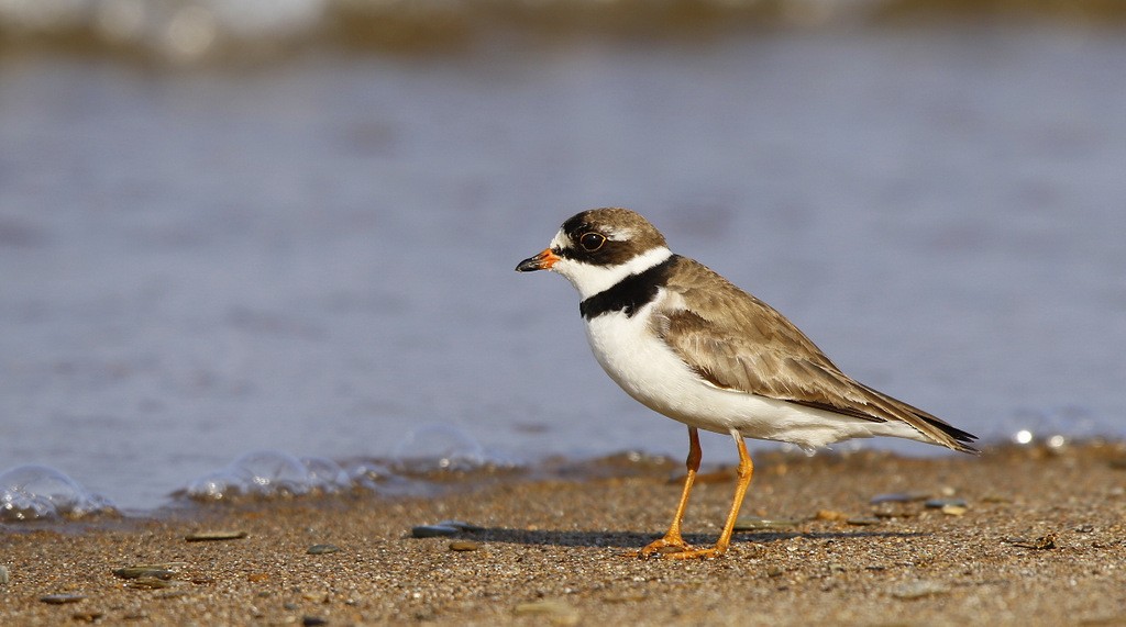 Semipalmated Plover - ML620545701