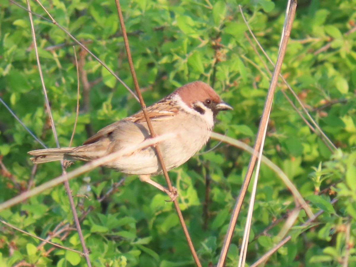 Eurasian Tree Sparrow - ML620545703