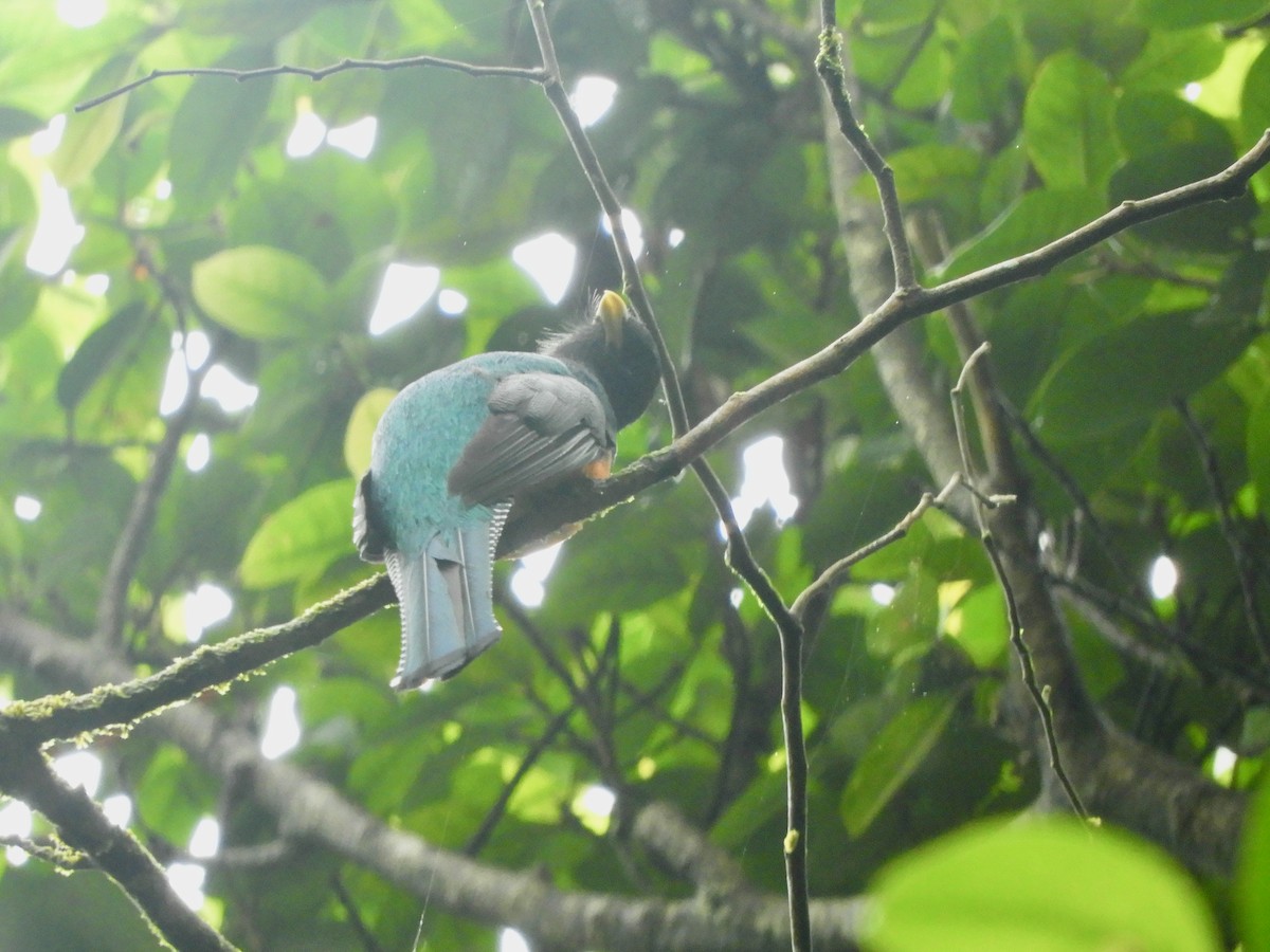 Collared Trogon - ML620545704