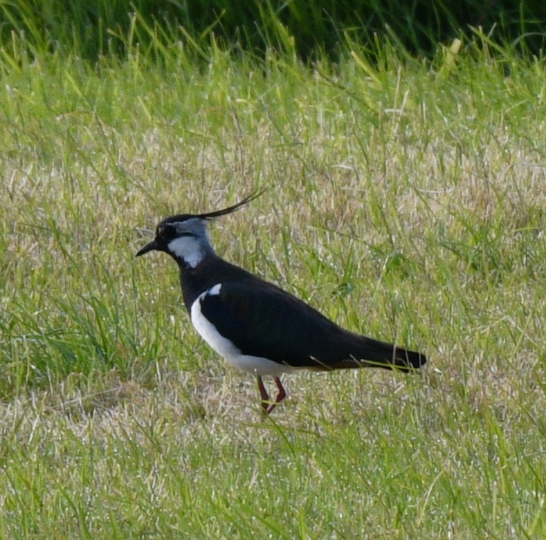 Northern Lapwing - ML620545705