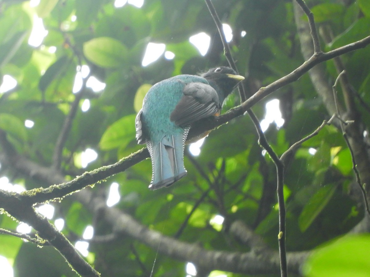 Collared Trogon - ML620545708