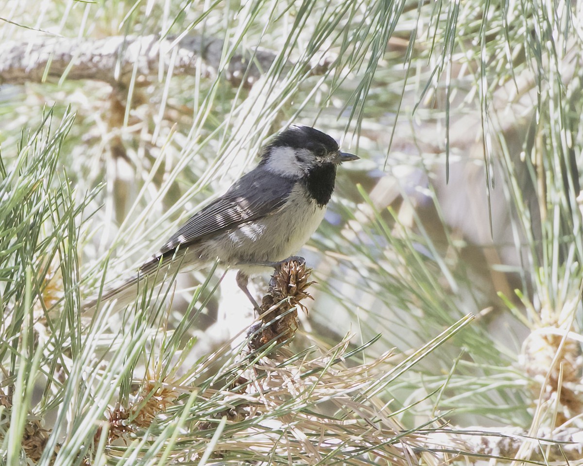 Mexican Chickadee - ML620545727