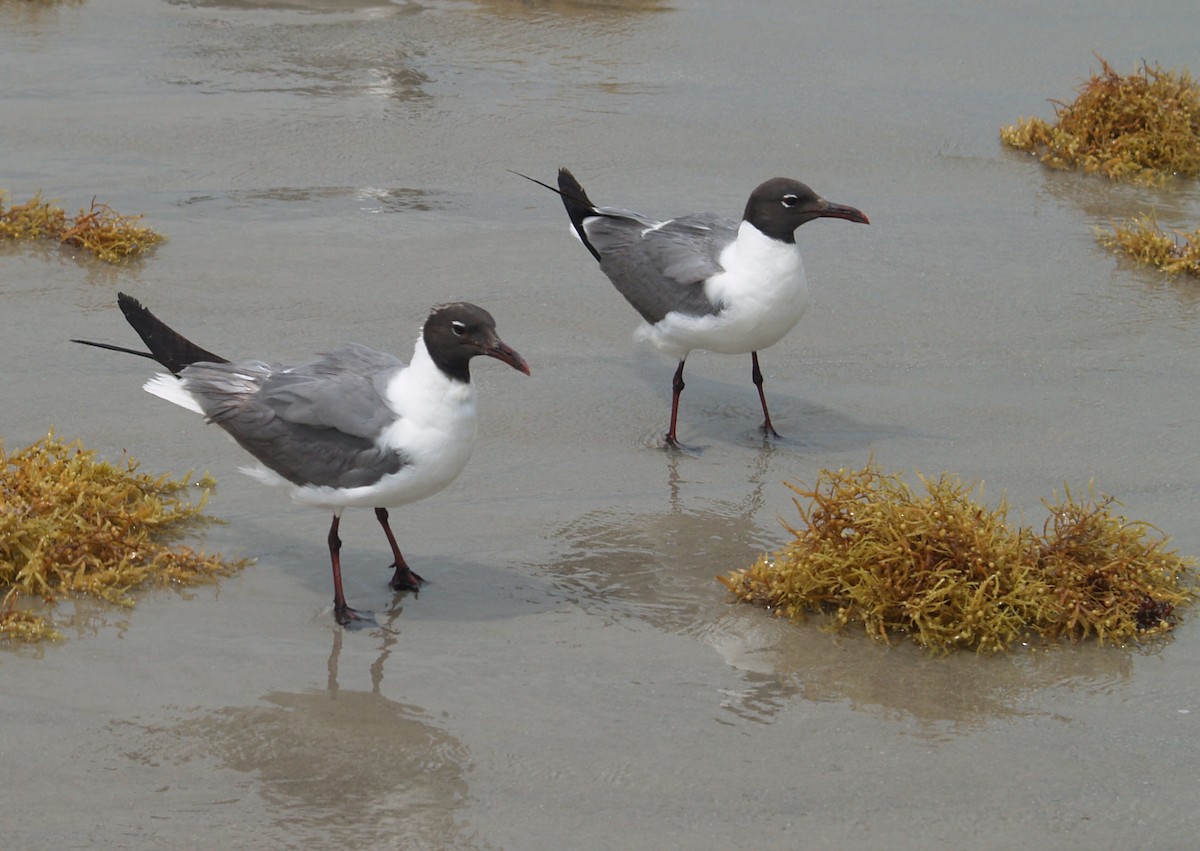 Laughing Gull - ML620545729