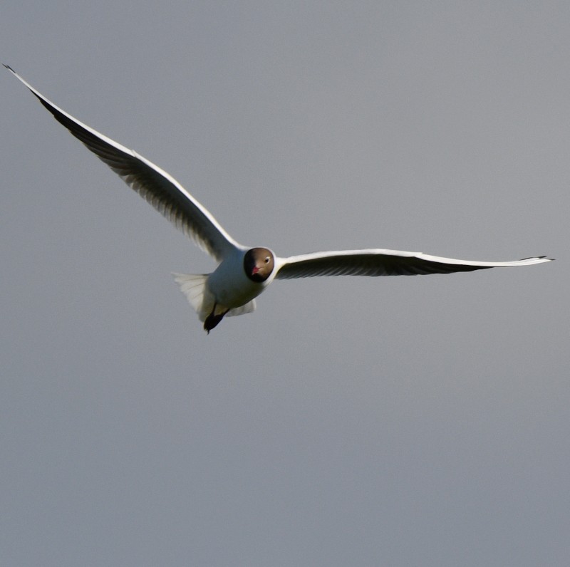 Black-headed Gull - ML620545735