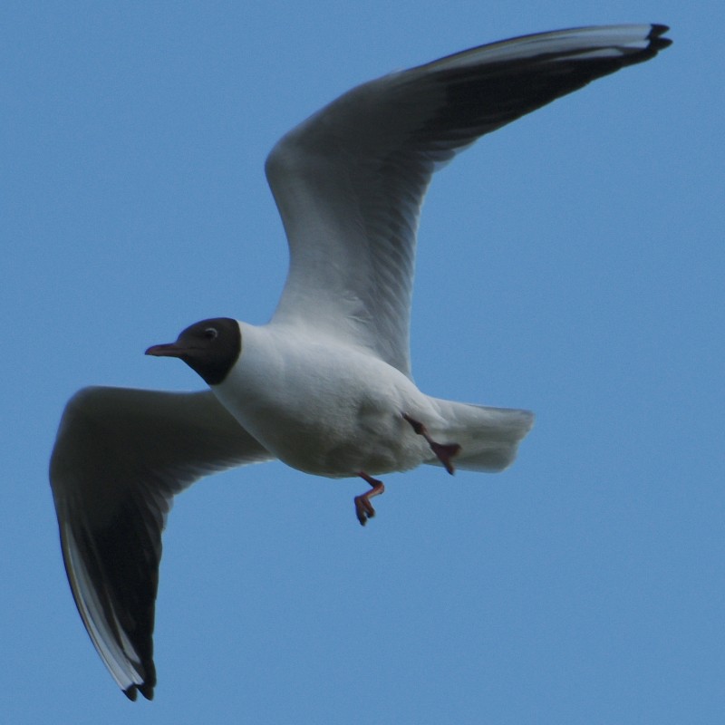 Mouette rieuse - ML620545737