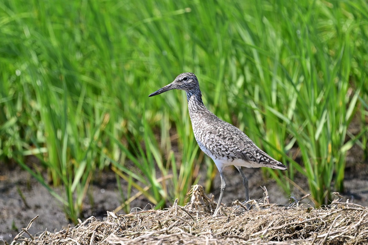 Willet - ML620545749