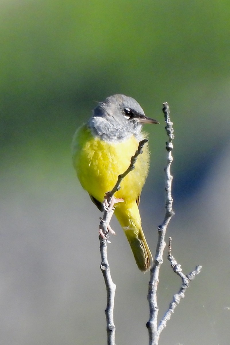 MacGillivray's Warbler - ML620545751