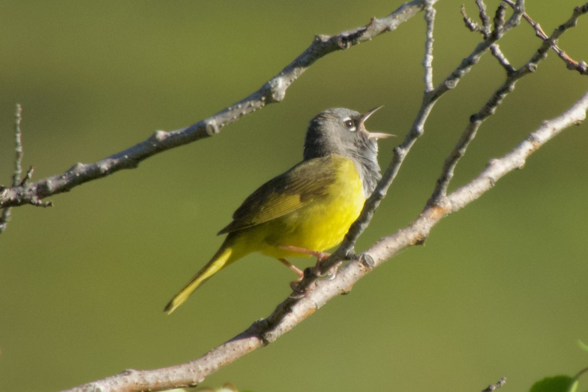 MacGillivray's Warbler - ML620545752