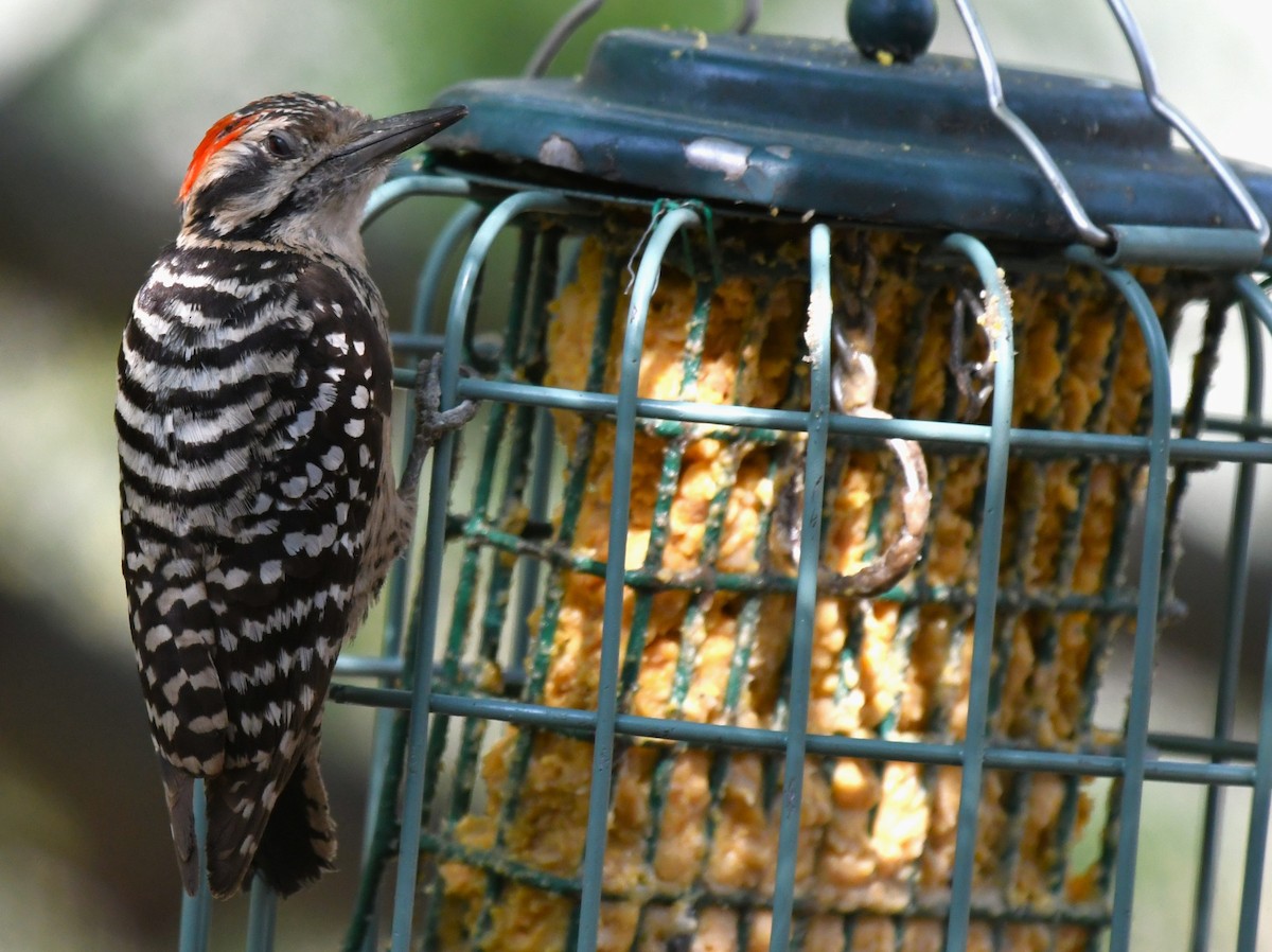 Ladder-backed Woodpecker - ML620545753