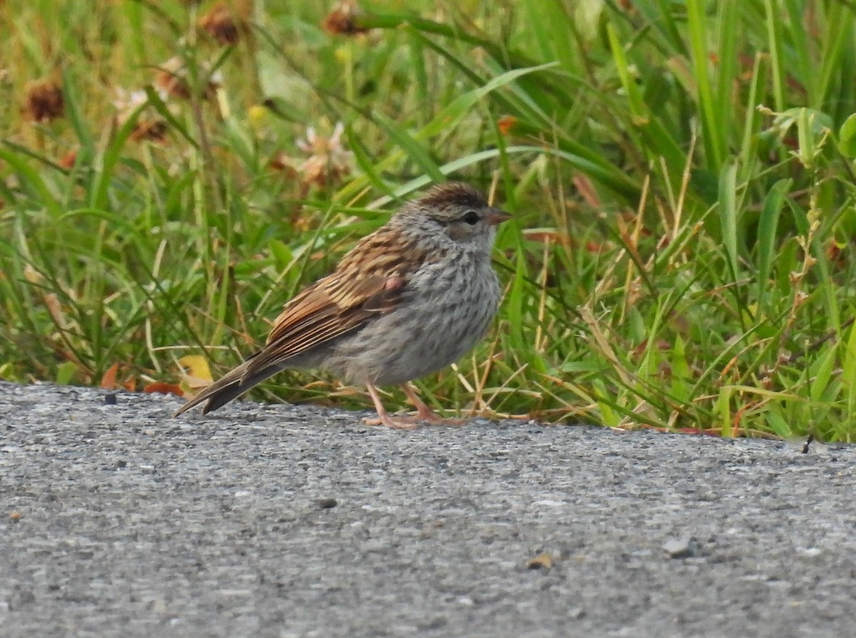 Chipping Sparrow - ML620545759