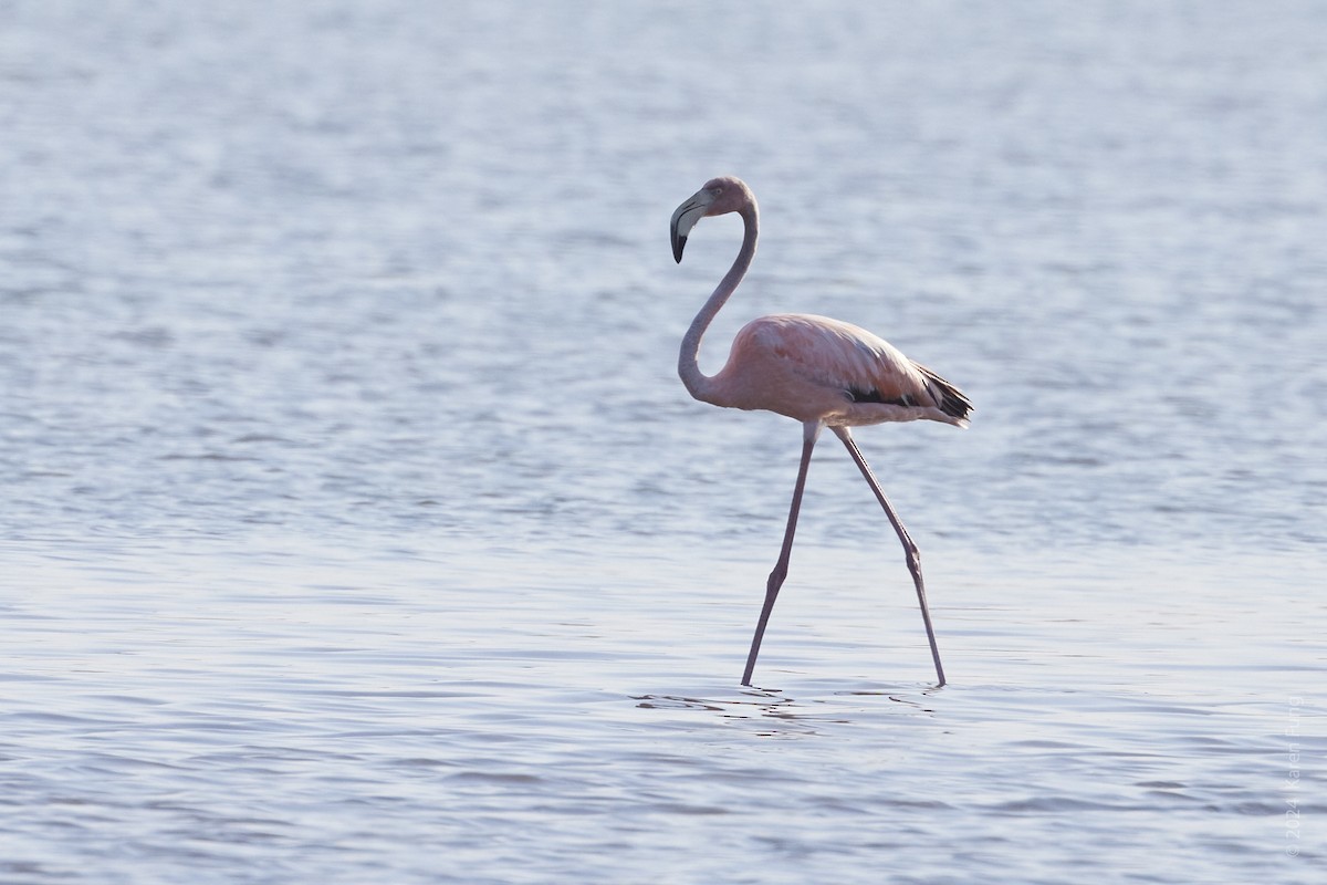 American Flamingo - ML620545772