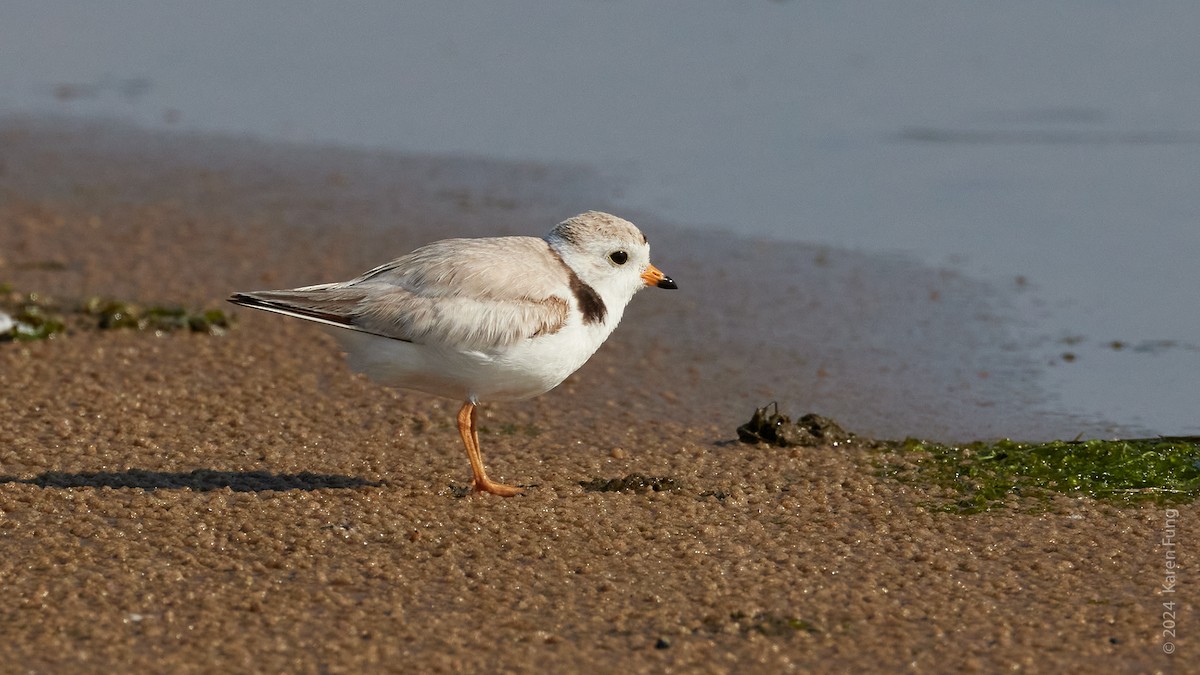 Piping Plover - ML620545775