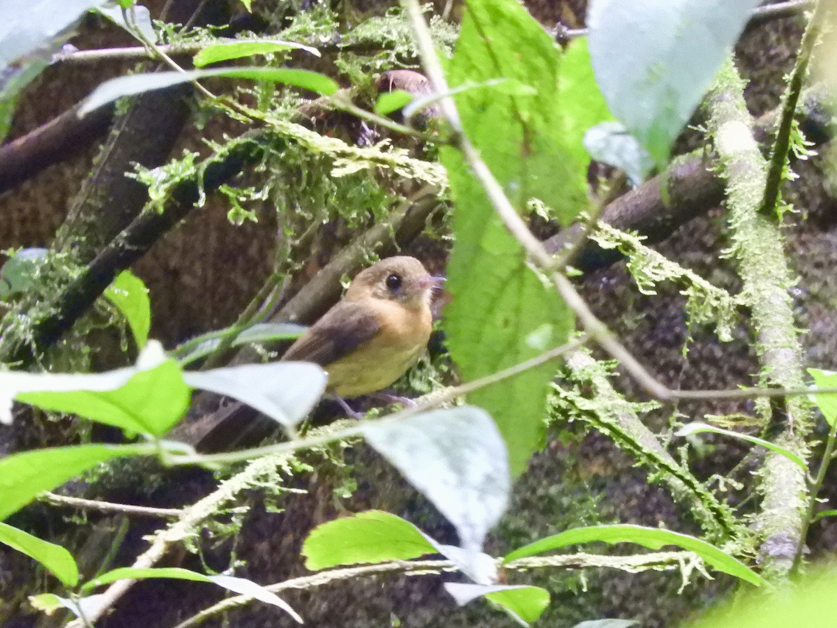 Sulphur-rumped Flycatcher - ML620545776